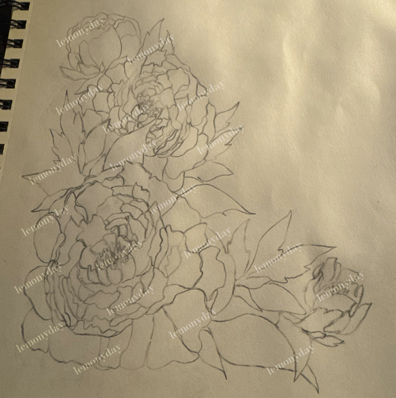 sketch of peonies